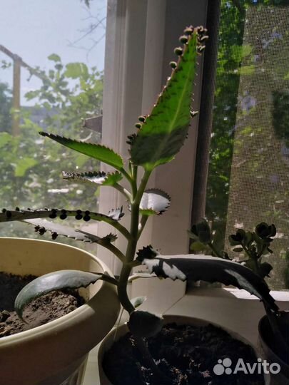 Толстянка, каланхоэ