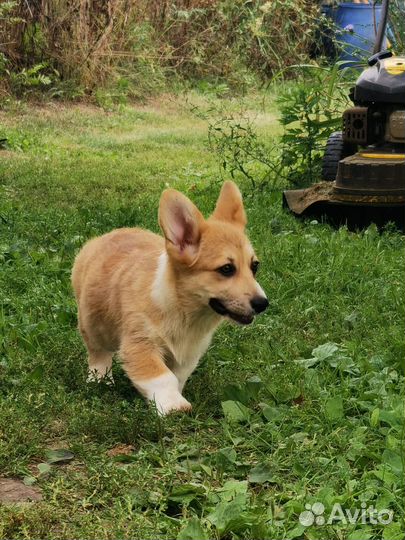 Щенки Корги Пемброк Девочка