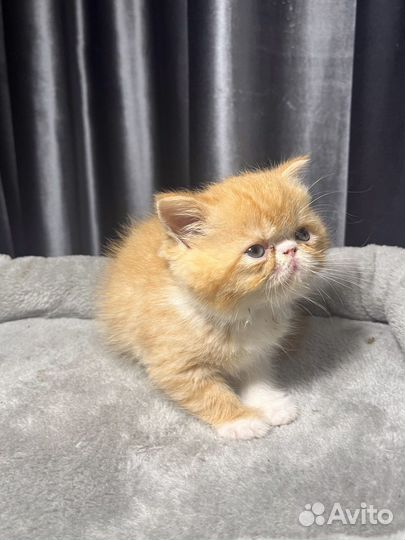 Экзотические котята