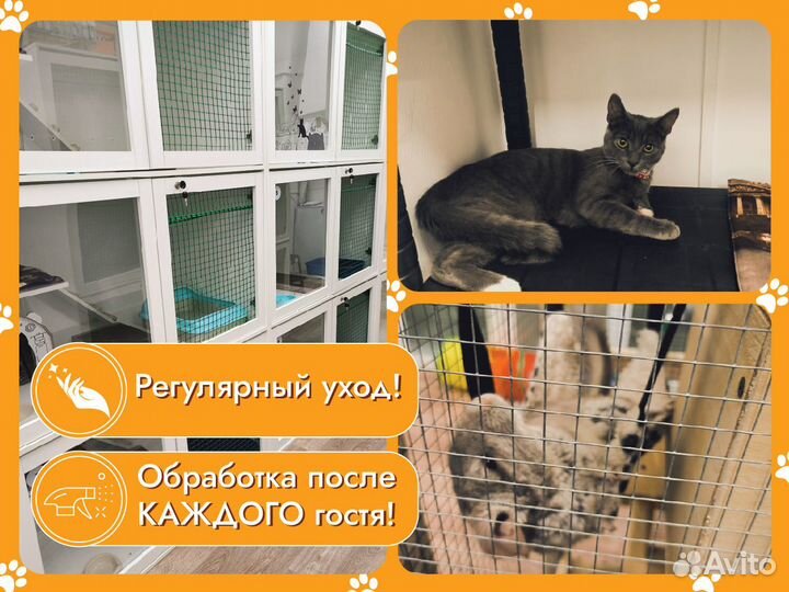 Передержка животных(кошек И других питомцев