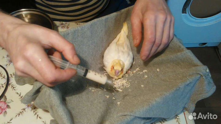 Кореллы выкормыши