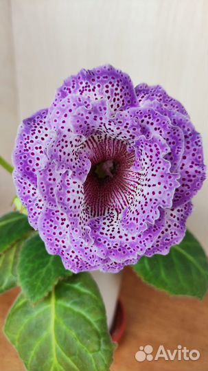 Глоксинии махровые