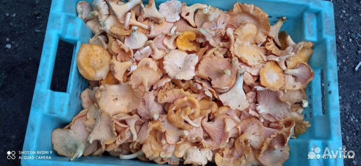 Грибы лисичка, белые.земляника