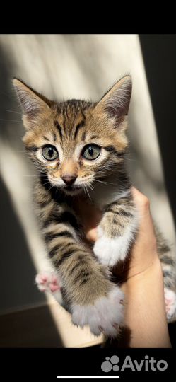 Бенгальский котенок