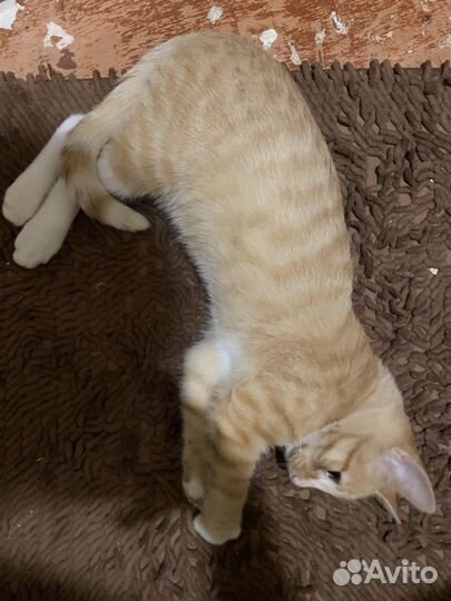 Отдам даром кота