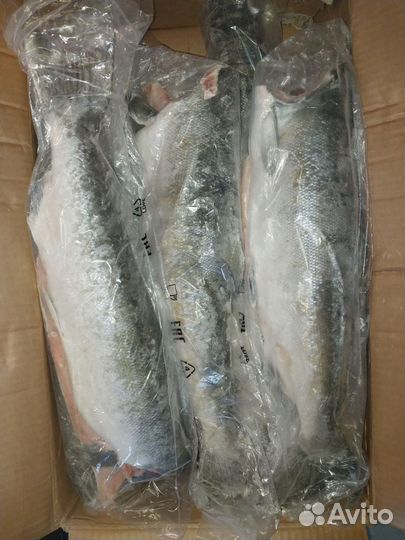 Кижуч потрошёны без головы