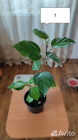 Гибискус Китайская роза Красный комнатный