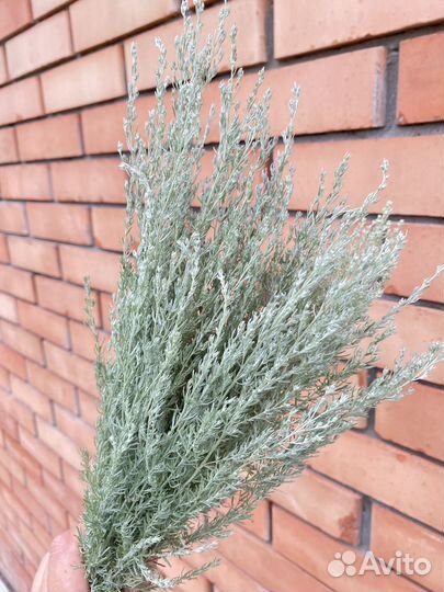 Траняные веники для бани