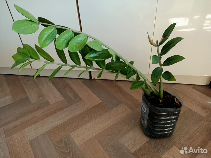 Долларовое дерево