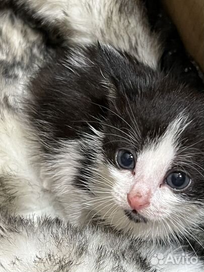 Котёнок. Отдам в добрые руки