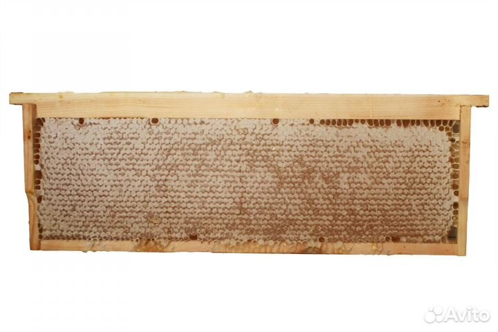 Сотовый Мёд