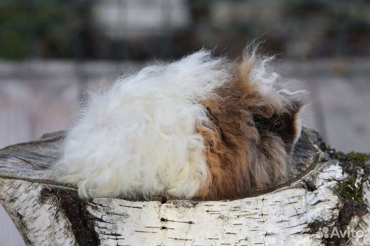 Альпака самка