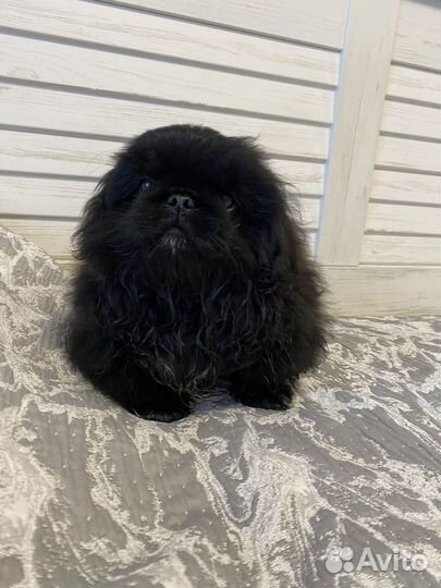 Щенки пекинеса с РКФ