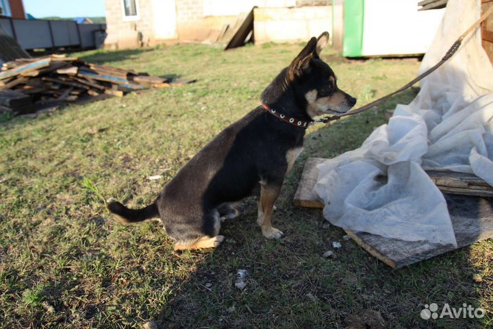 Вязка той-терьер