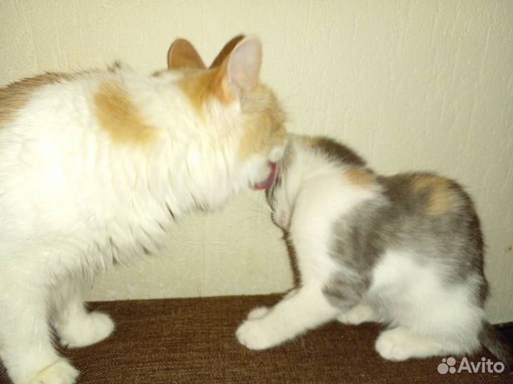 Юная кошка ищет товарищей по играм