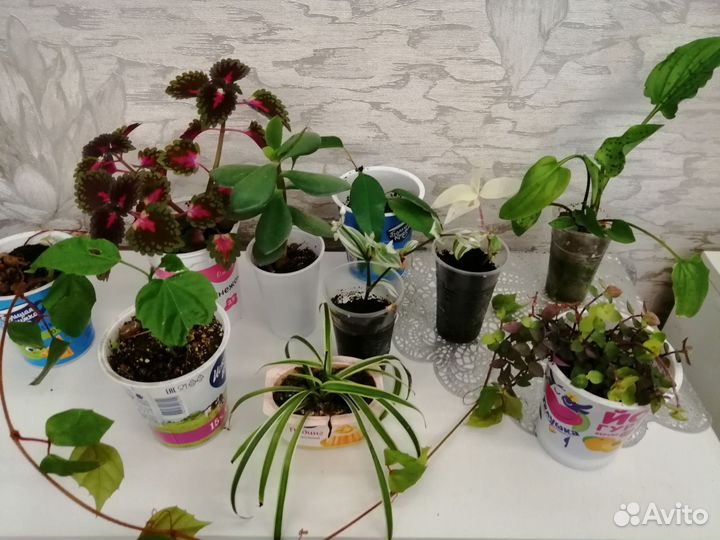 Комнатные цветы