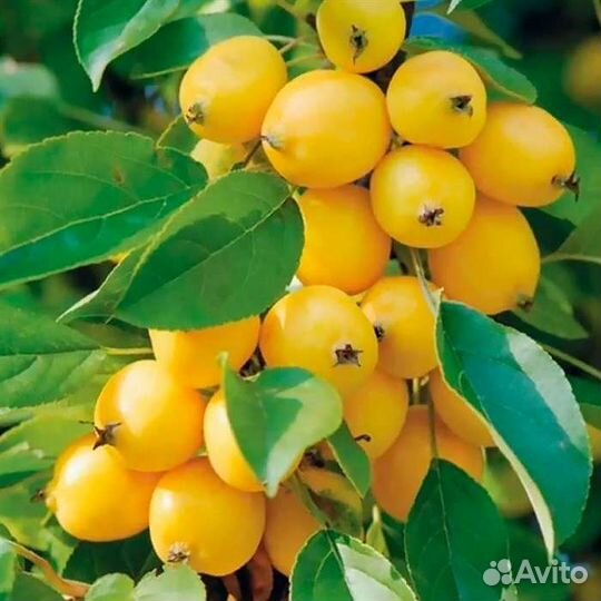 Яблоня полукультурка