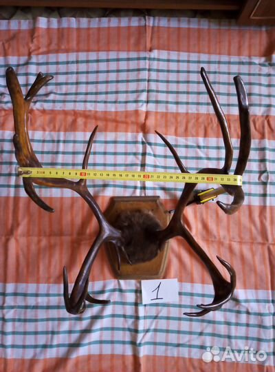 Рога оленя