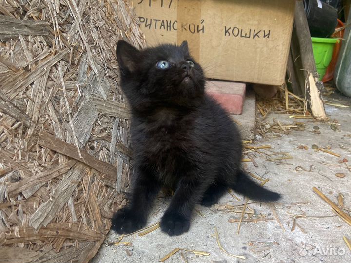 Котенок от британской кошки