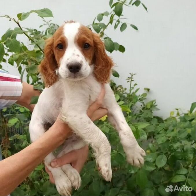 Бретонский Эпаньоль щенки