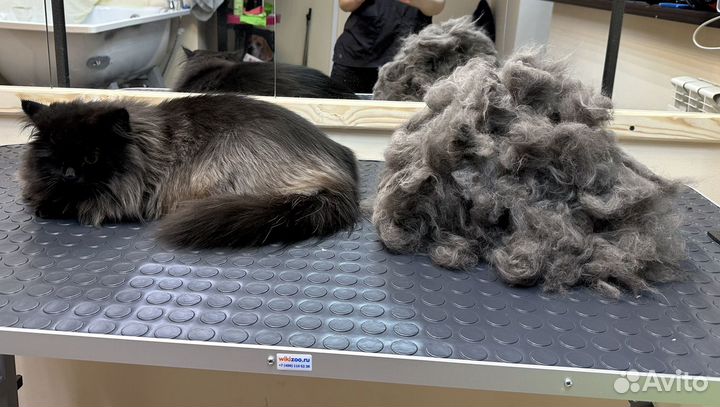 Груминг, стрижка, вычесывание собак и кошек