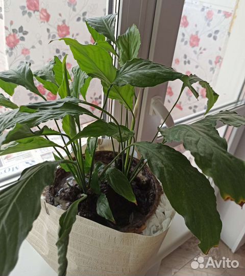 Спатифиллум. *Женское счастье