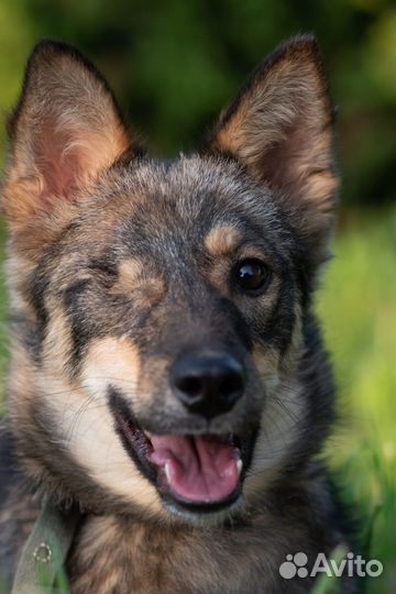 Отдам бесплатно щенки