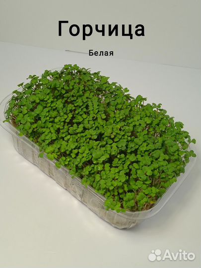 Микрозелень