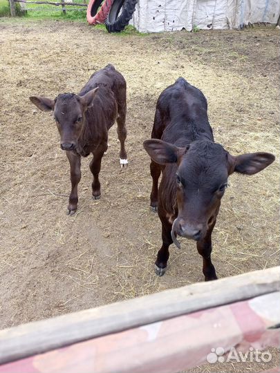 Племенные телочки