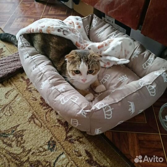Вислоухий котик