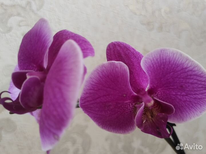 Орхидея фаленопсис