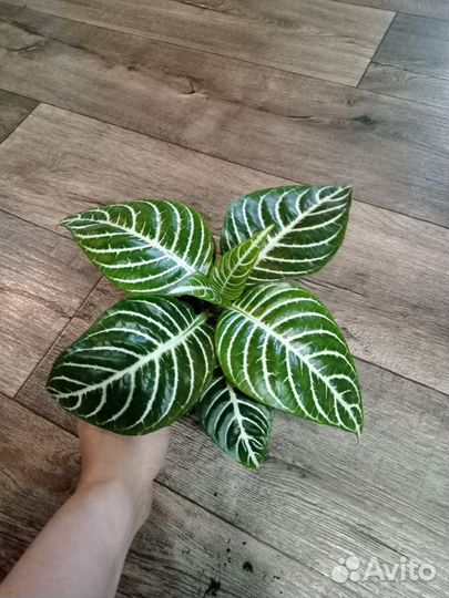 Комнатные цветы 2