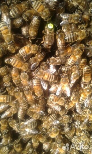 Пчелопакеты