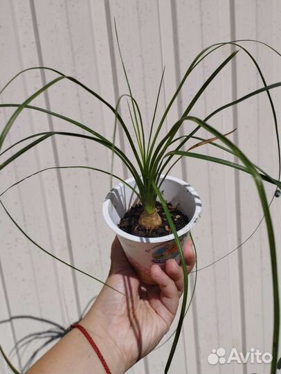 Декоративно-лиственные и суккулентные растения