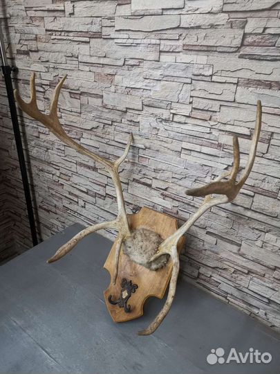 Продам рога оленя
