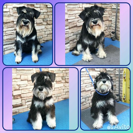 Стрижка собак. Тримминг. Экспресс-линька кошек