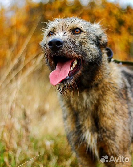 Пёс в добрые руки