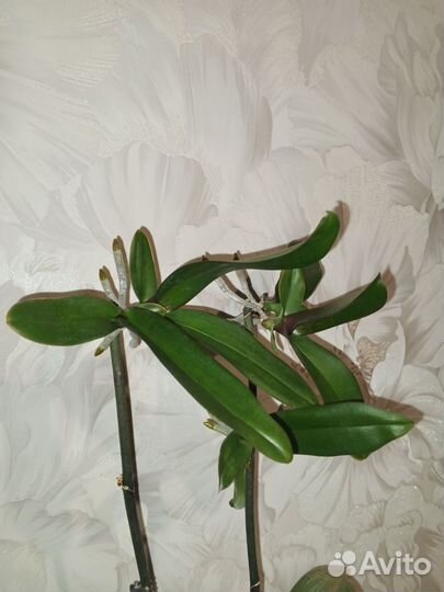 Орхидея биг лип хот кисс