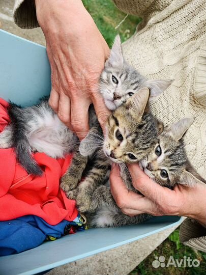 Котята в добрые руки