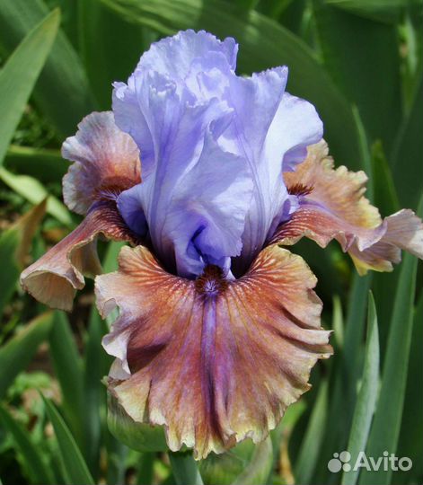 Ирисы сортовые