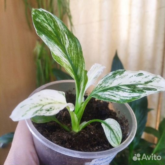 Спатифиллум сенсация вариегатная