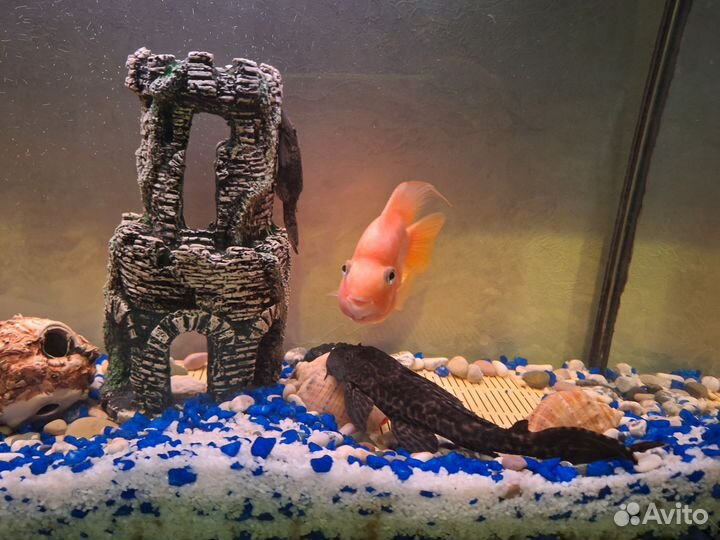 Аквариумная рыба попугай