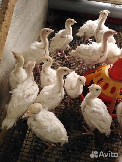 Куры, бройлер,индюки,гуси,утки,петухи и т.д