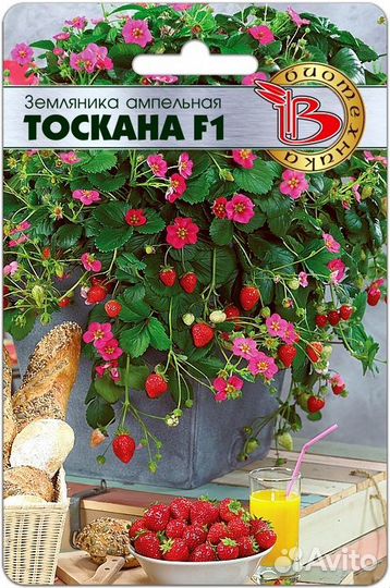 Рассада земляники ремонтантная