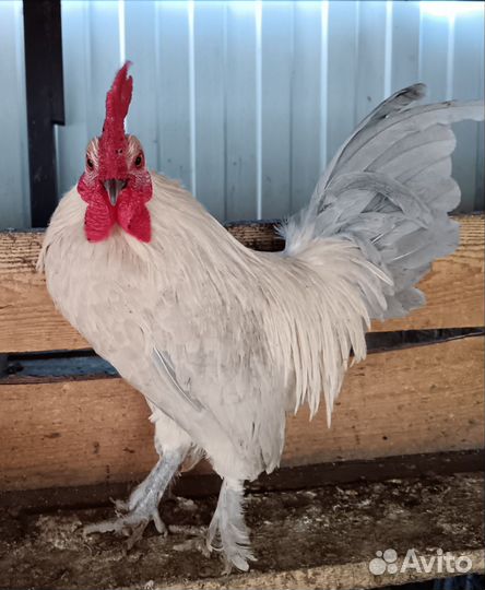 Молодые петухи