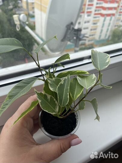 Фикус бенджамина