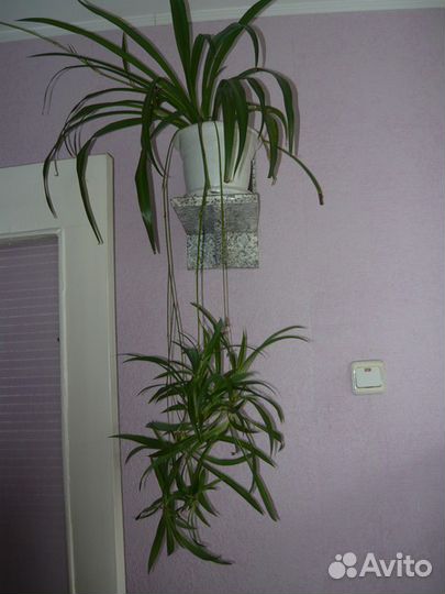 Хлорофитум зеленый