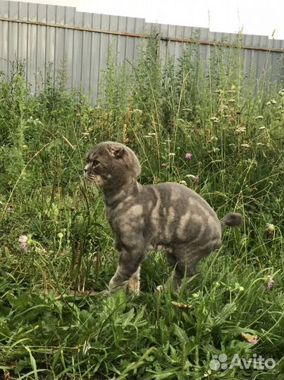 Стрижка кошек на дому, грумер, вычесать кота