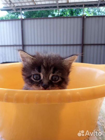 Котята