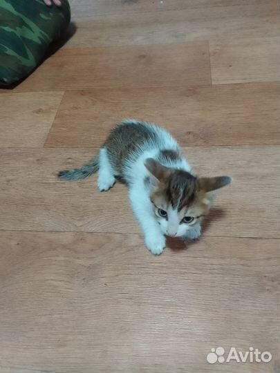 Отдам бесплатно животные